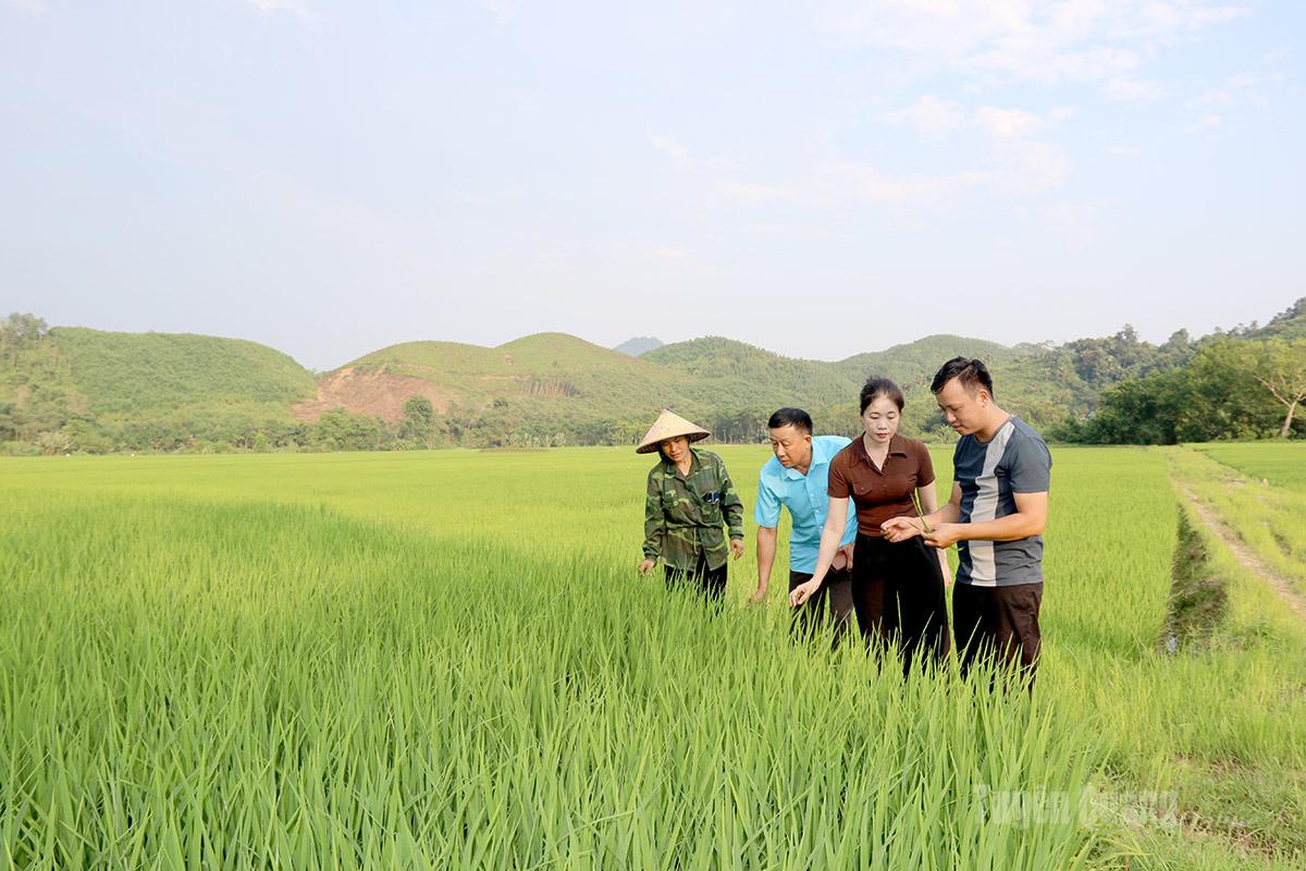 Vùng trồng giống lúa tẻ nương Hà Giang của hợp tác xã tại thôn Tân An, 
xã Quang Bình.
