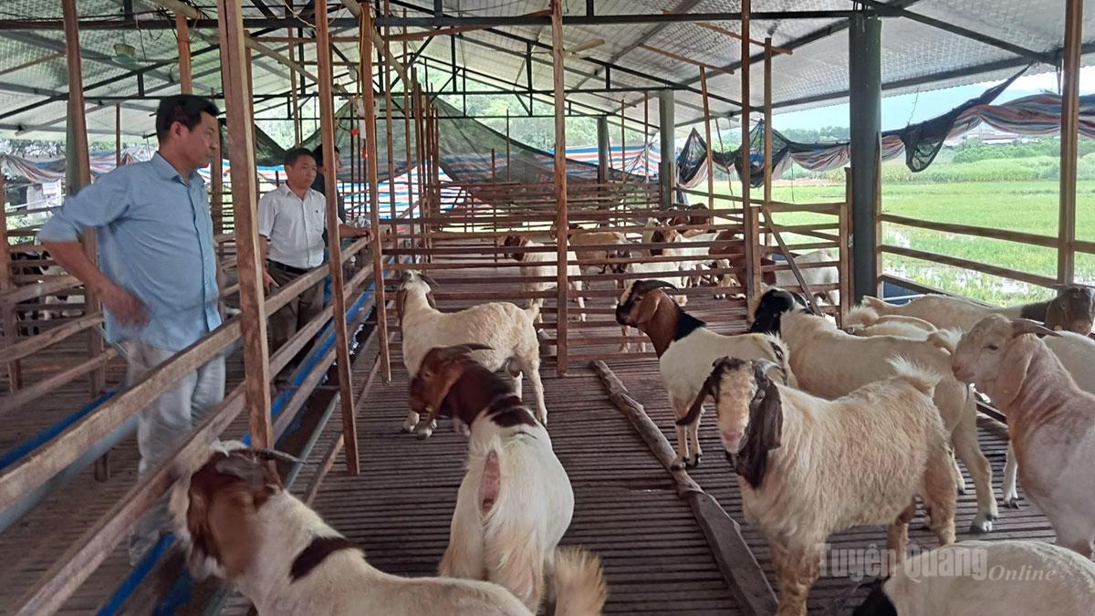 Thành viên Tổ hội nghề nghiệp chăn nuôi dê thương phẩm tại thôn Kho Chín, xã Hồng Sơn tham quan mô hình nuôi dê của hội viên.