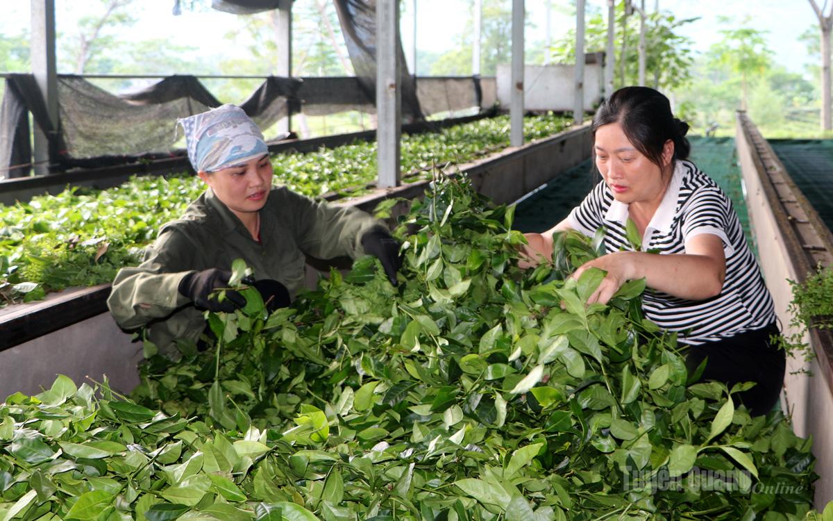 Công nhân
phân loại chè tại
cơ sở chế biến
chè đen của
gia đình anh
Nguyễn Văn Chính.