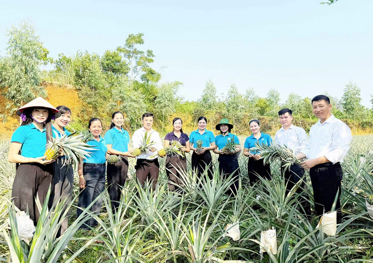 Nhân rộng cánh đồng dứa