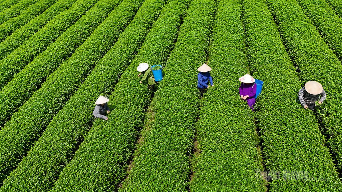 Người dân thôn Ngọc Hà thu hái chè.
