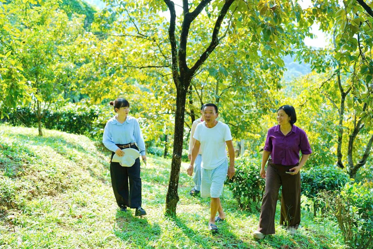 Vườn hồng mọng xanh tốt dưới chân núi Độc.
