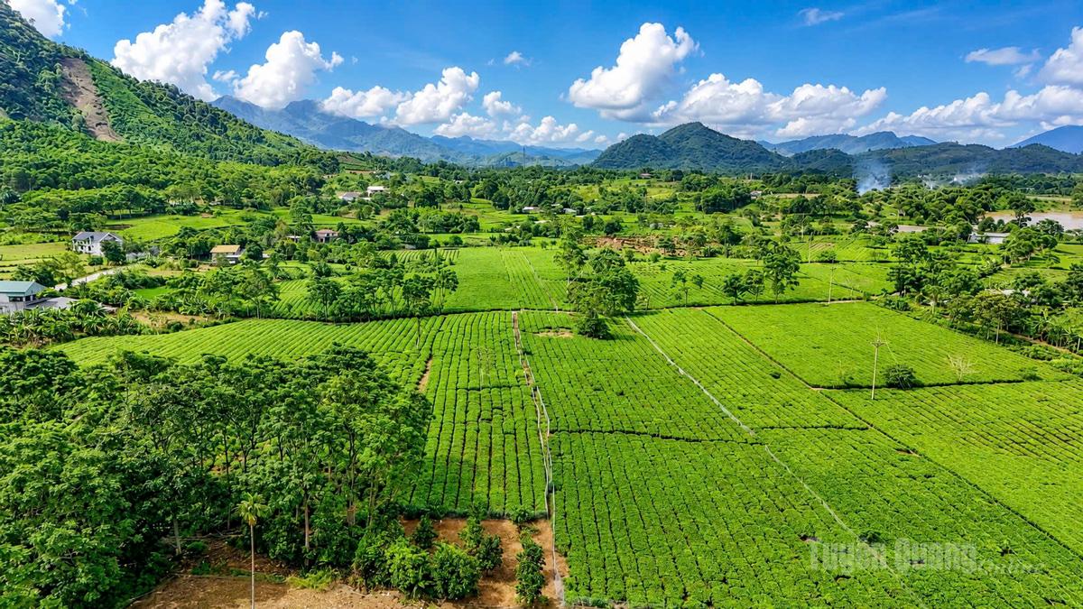 Những đồi chè xanh trải dài tại xã Linh Hồ. 