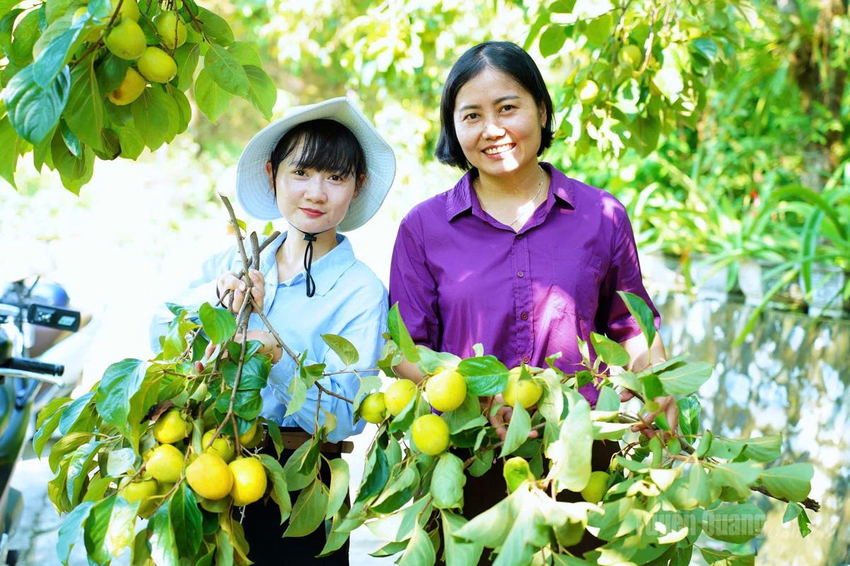 Hồng mọng Tràng Đà đã được xây dựng sản phẩm OCOP 3 sao.