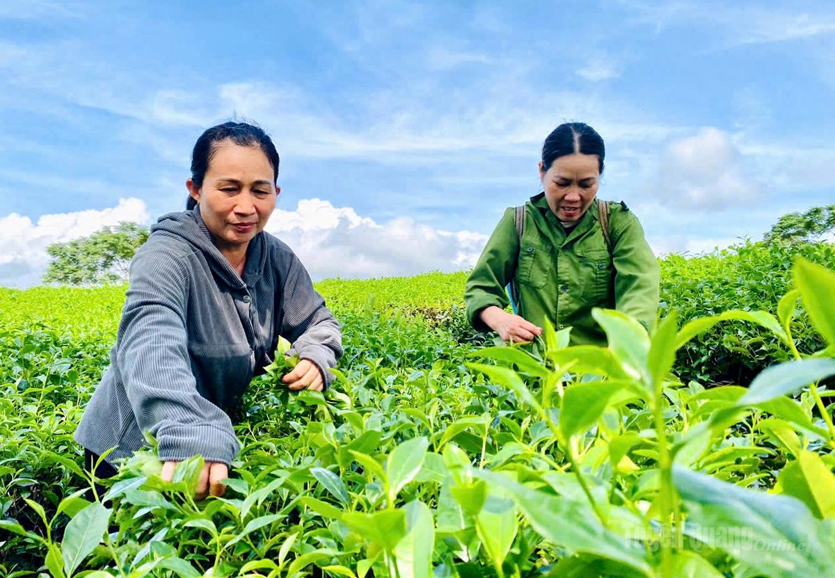 Niềm vui được mùa, được giá từ cây chè.