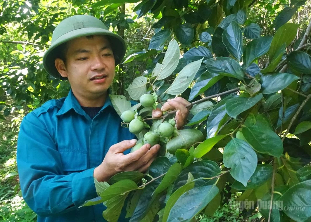 Mac Van Long of Ban Va Village, Yen Hoa Commune, tends to his family’s seedless persimmon orchard.