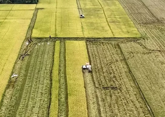 Harvesting rice in the Mekong Delta (Photo: VNA)