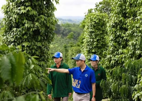 Developing sustainable pepper farms in Dak Lak Province. (Photo: MINH ANH)