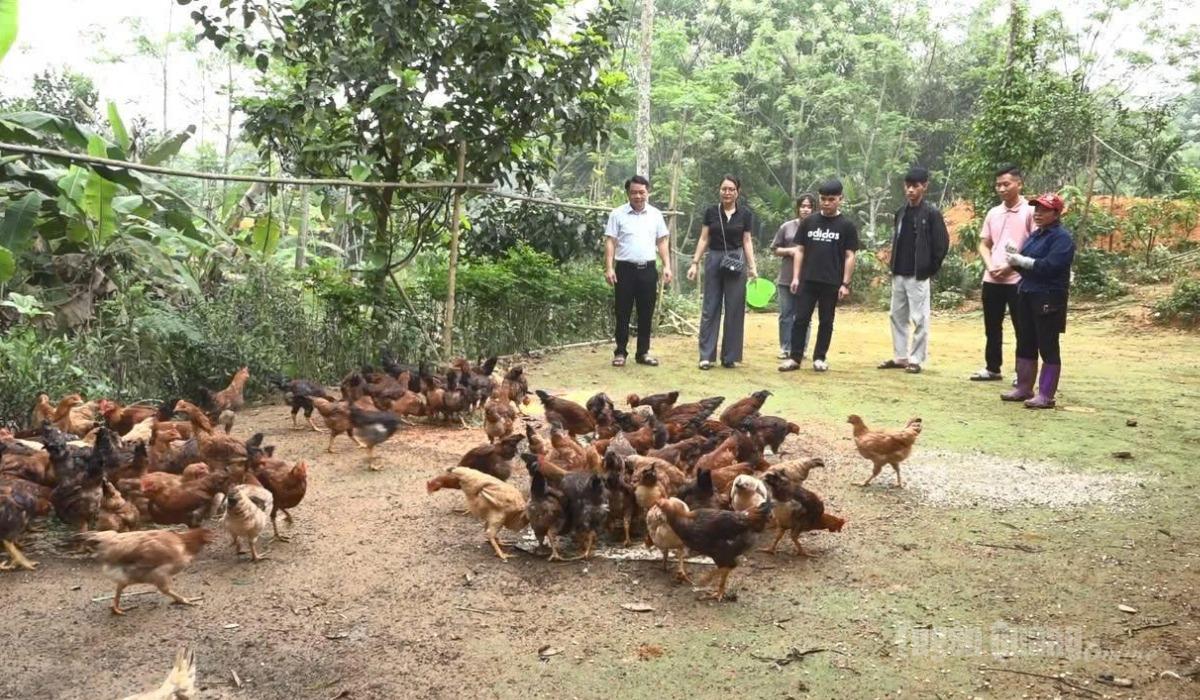 Từ chương trình mục tiêu quốc gia giảm nghèo, gia đình chị Lý Thị Vững, thôn Tân Hùng, xã Hùng An được hỗ trợ phát triển nuôi gà, từng bước vươn lên thoát nghèo.