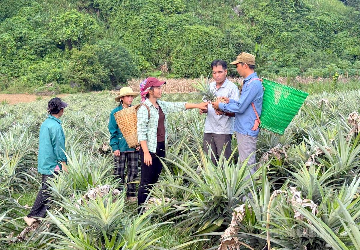 Mô hình của vợ chồng anh Lý Văn Mài được rất nhiều người dân đến học hỏi.