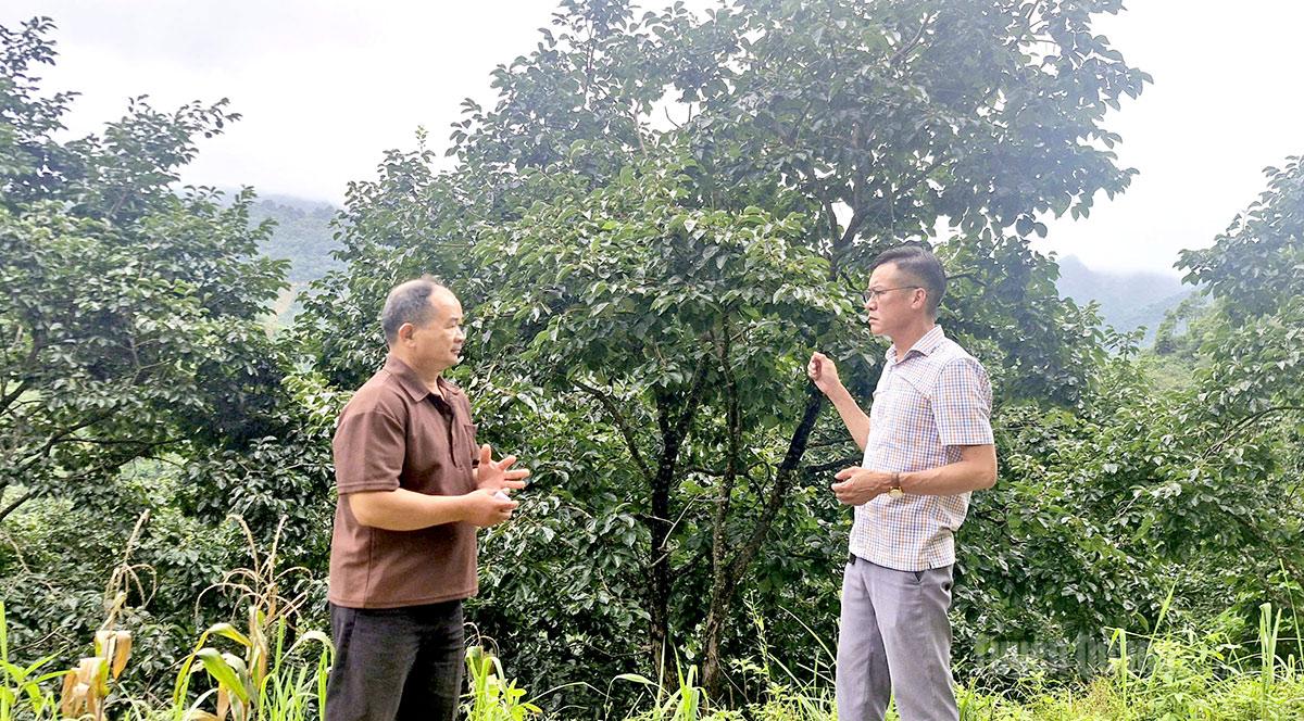 Cán bộ xã Nghĩa Thuận thăm mô hình trồng cây hồng không hạt của gia đình ông Vương Trung Hùng, thôn Khủng Cáng.