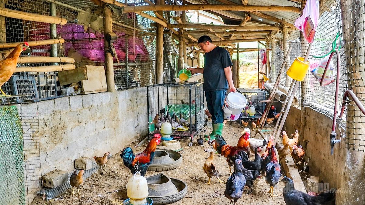Mô hình chăn nuôi của gia đình anh Bùi Duy Khương, thôn Nà Nèn, xã Bắc Mê hằng năm thu về hằng trăm triệu đồng tiền lãi.