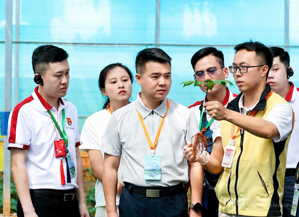 Đoàn đại biểu tìm hiểu về cây tam thất.