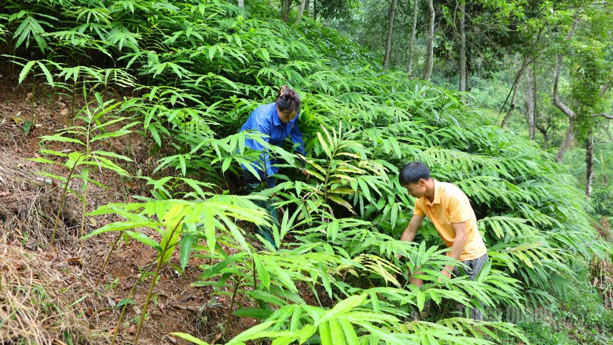 Người dân thôn Bản Cưởm trồng cây dược liệu sa nhân có giá trị kinh tế cao trên diện tích đất dốc.
