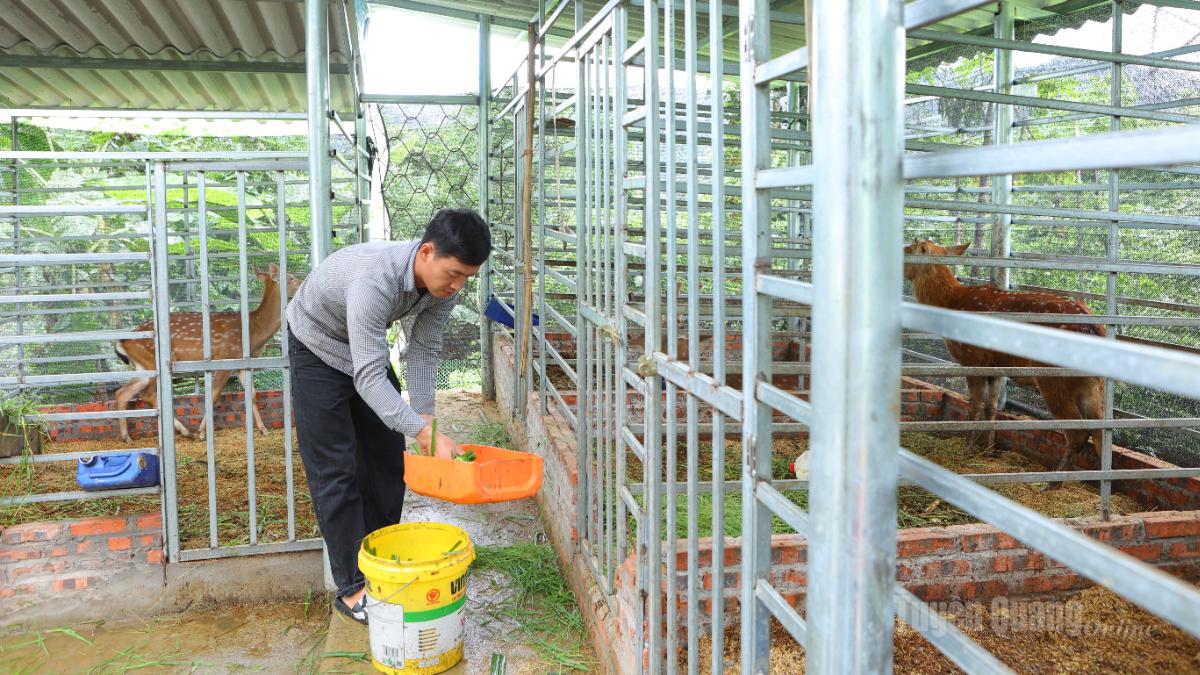Mô hình nuôi hươu lấy nhung của anh Bàn Văn Sơn, thôn Thôm Luông bước đầu mang lại hiệu quả kinh tế cao.