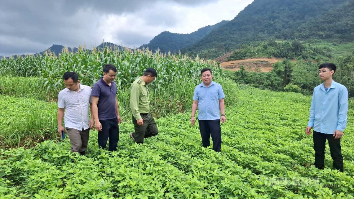 Lãnh đạo xã Thượng Nông kiểm tra mô hình trồng lạc hàng hoá.