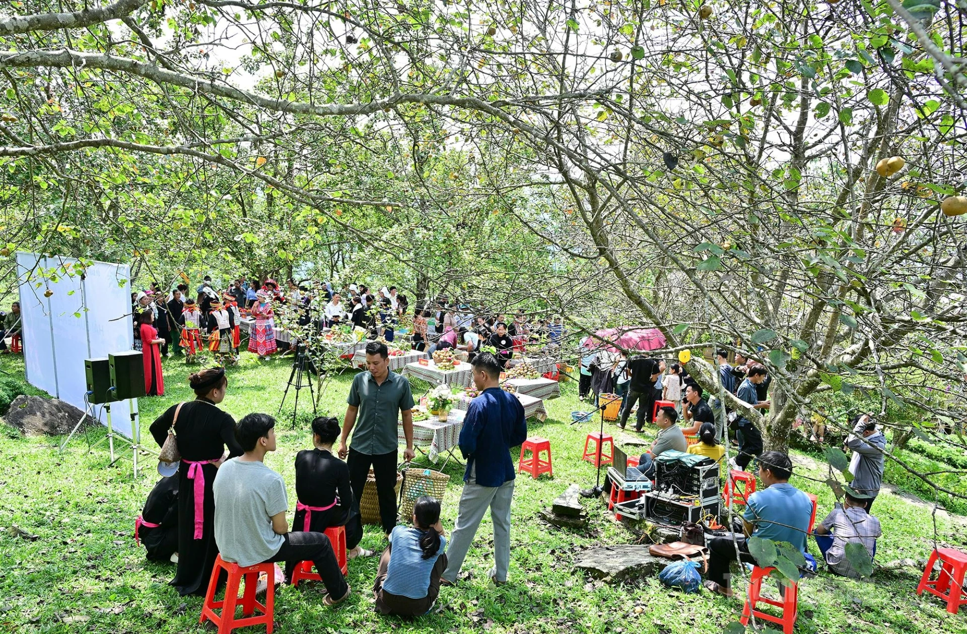 A panoramic view of the competition held amid the pear orchards.