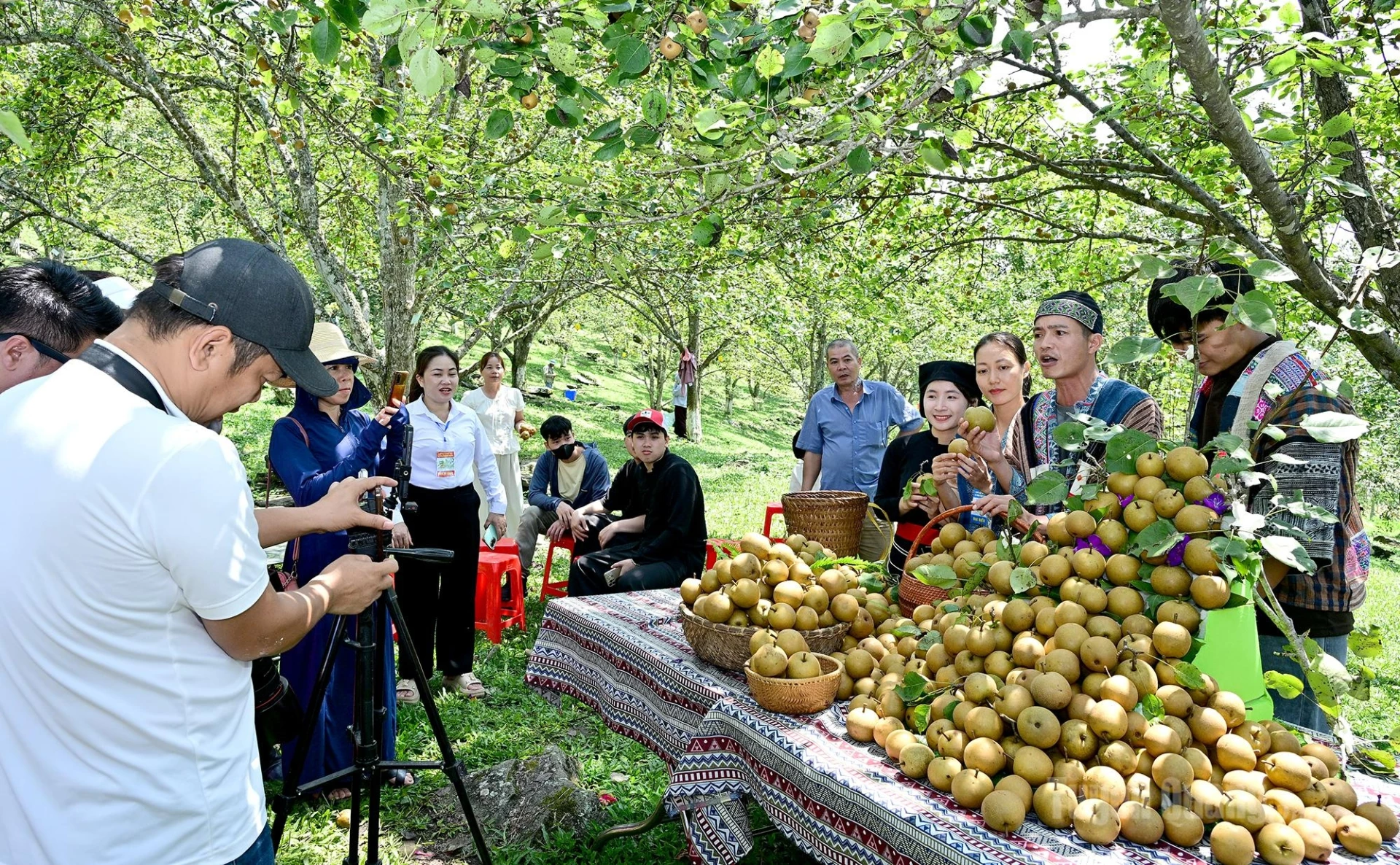 The organizing committee livestreams pear sales during the event, helping local growers connect directly with consumers.