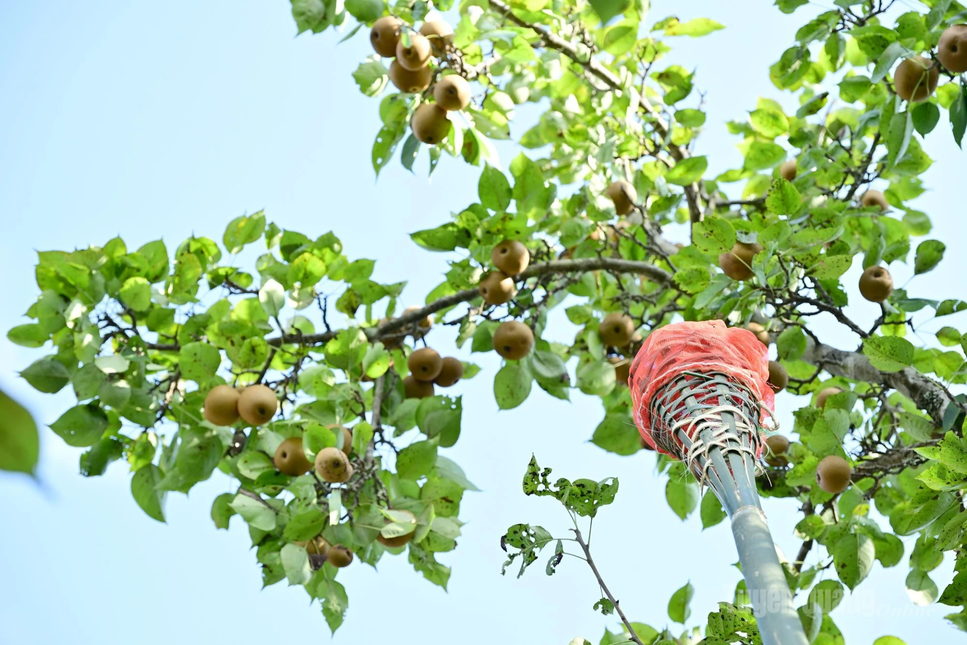 Teams use specialized pear-picking tools.