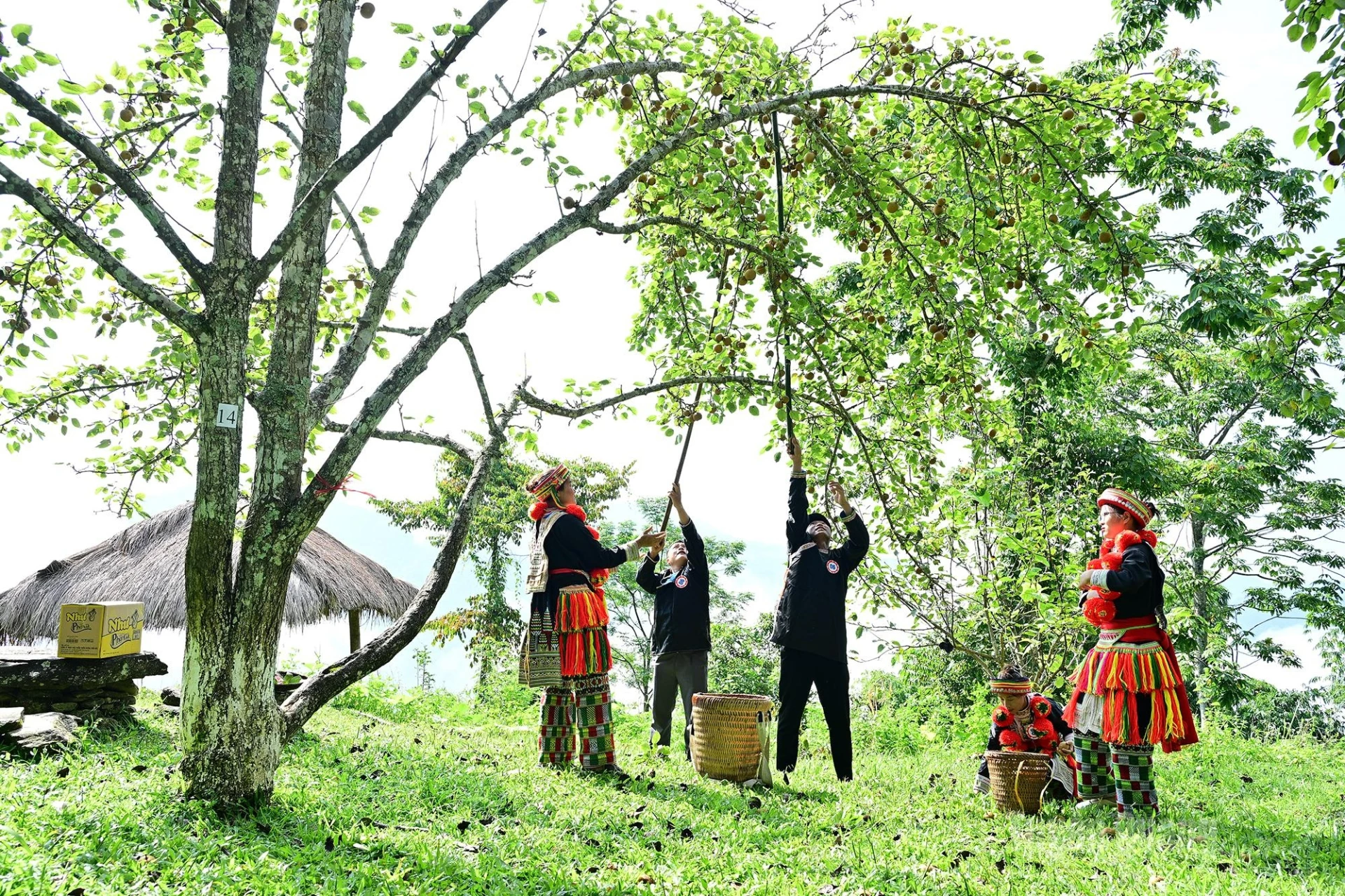 Another team is dressed in the traditional attire of the Red Dao ethnic group.
