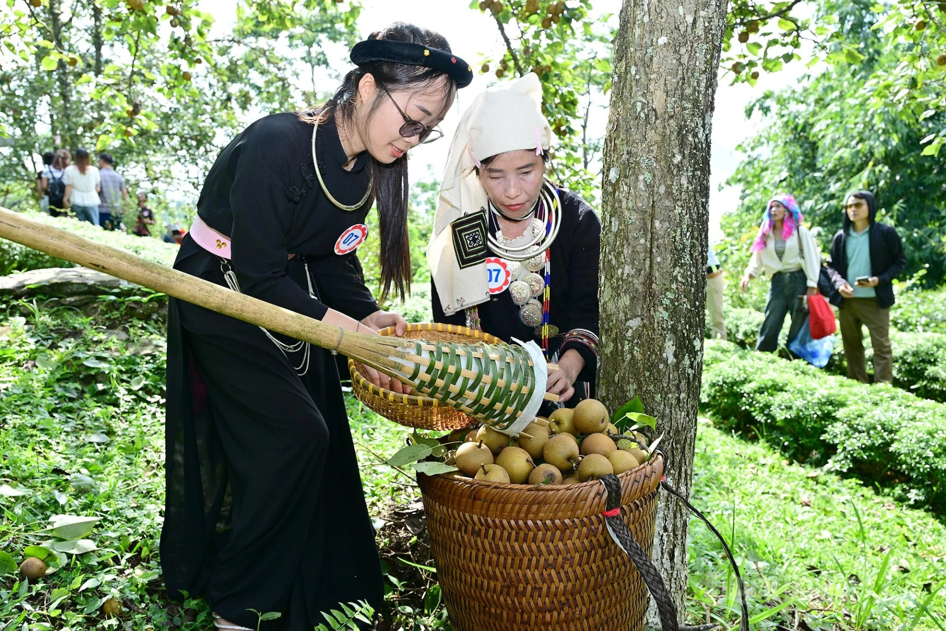 Back baskets are filled with freshly harvested pears.