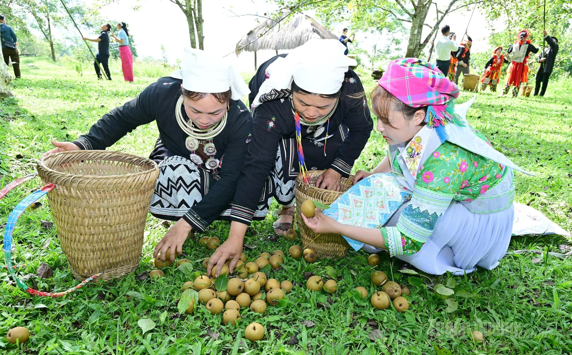 Team members help one another select the finest pears.