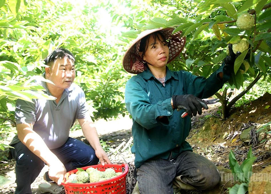 Khau Lau residents harvest custard apples.