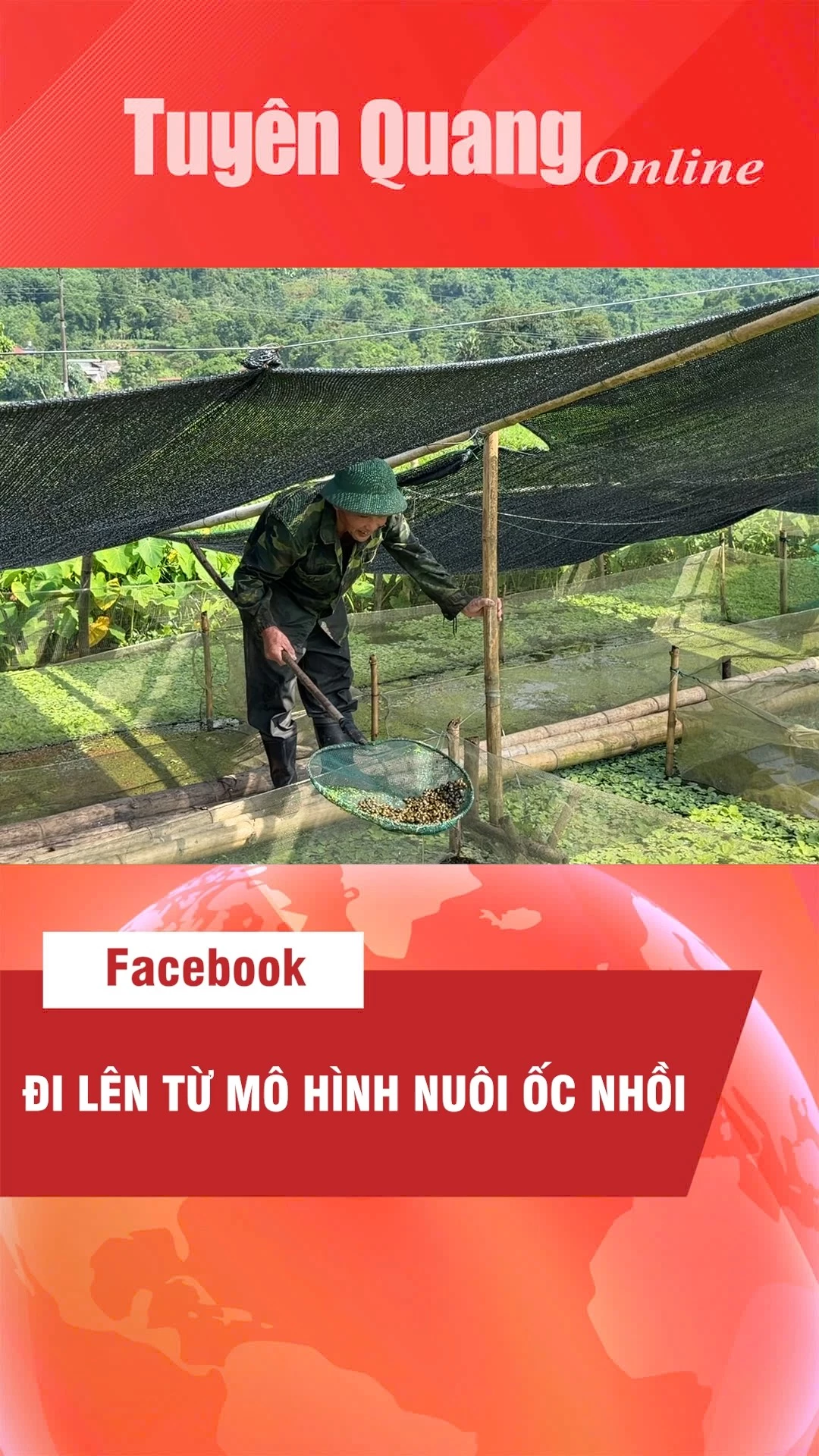 Đi l&ecirc;n từ m&ocirc; h&igrave;nh nu&ocirc;i ốc nhồi