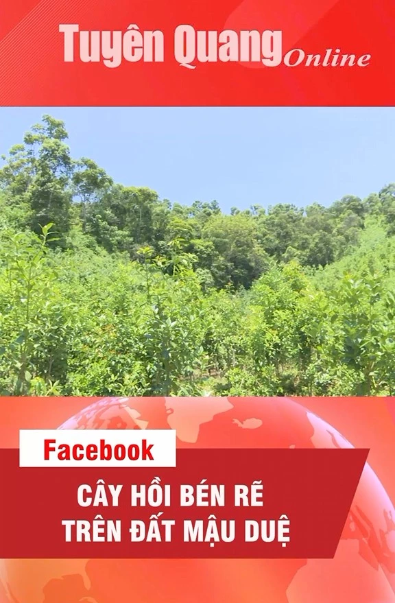 C&acirc;y Hồi b&eacute;n rễ tr&ecirc;n đất Mậu Duệ