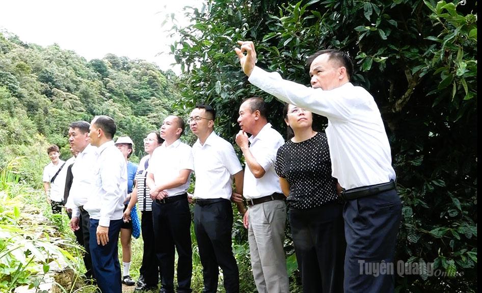Đoàn đại biểu huyện Malypho, tỉnh Vân Nam (Trung Quốc) khảo sát vùng chè Shan Tuyết cổ thụ tại xã Tùng Vài.