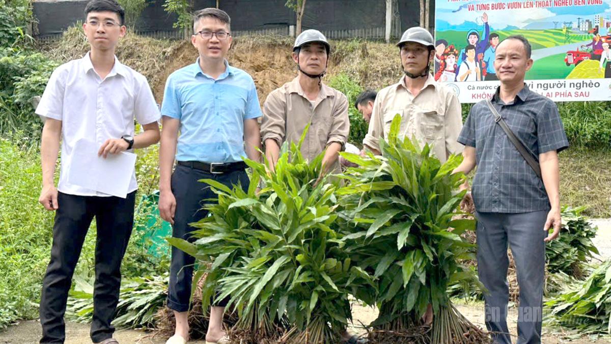 Thượng Nông triển khai mô hình trồng 13ha sa nhân tím