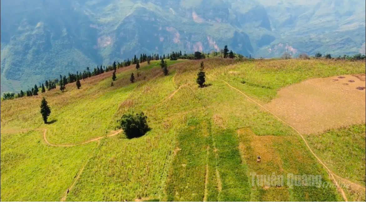 The Suoi Thau grassland sparkles in the morning light.