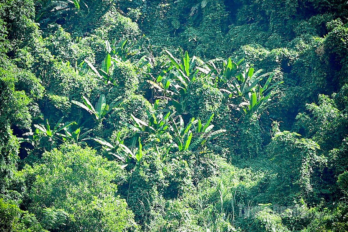 Wild banana trees grow in clumps on the mountain ranges of Na Cham village, Kien Dai commune.