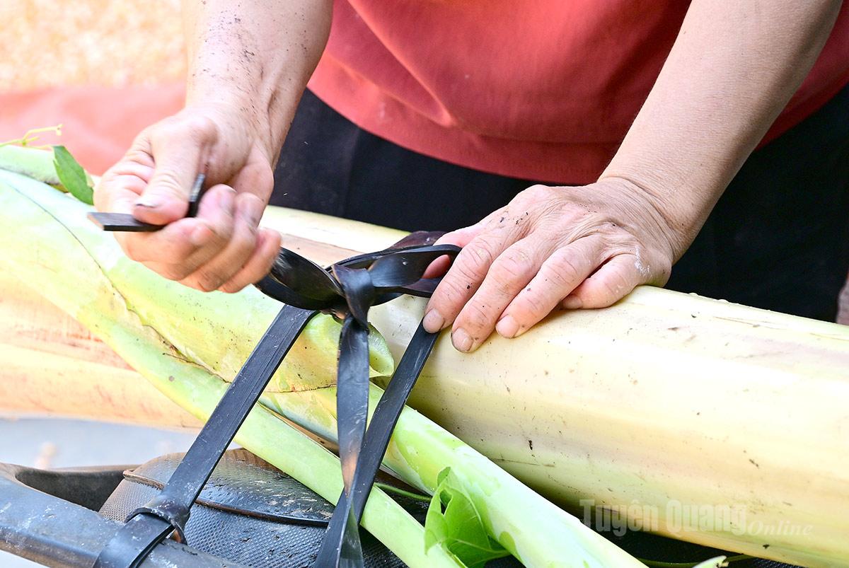 Near the 15th of the 7th lunar month, people eagerly gather to collect banana roots and trees to make cakes.