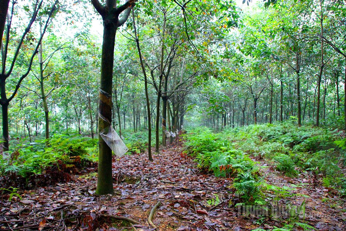 Planted since 2009, the gardens of Ha Giang Rubber Joint Stock Company have flourished with cold-resistant rubber varieties.
