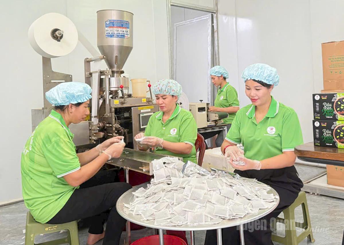 Sản phẩm trà túi lọc đậu đen xanh lòng của HTX Nông nghiệp hữu cơ Hồng Phát (xã Kim Bình) một trong những sản phẩm xuất khẩu sang Vương quốc Anh.