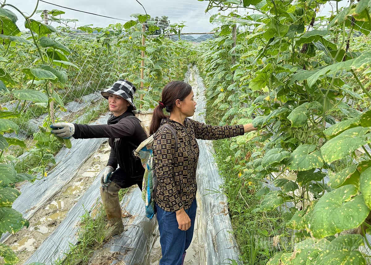 Nông dân xã Tân Mỹ thu hoạch dưa chuột.