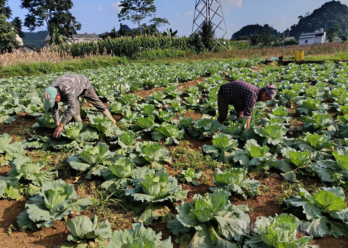 Farmers in Bo Lach hamlet taking care of off-season cabbages.