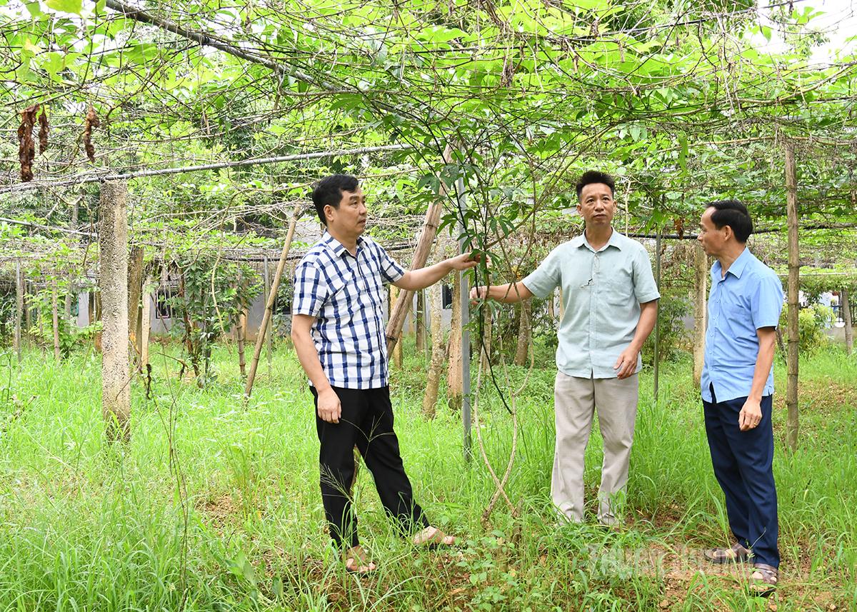 Anh Đoàn Văn Chung (giữa), thôn Quang Hải, xã Kim Bình trao đổi kỹ thuật trồng gấc cùng với cán bộ Sở Nông nghiệp và Môi trường tỉnh.