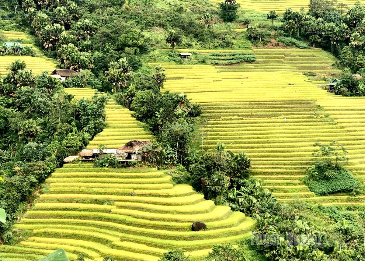 Golden terraced fields curve gracefully like soft silk ribbons amid the mountains and forests of Xa Phin.