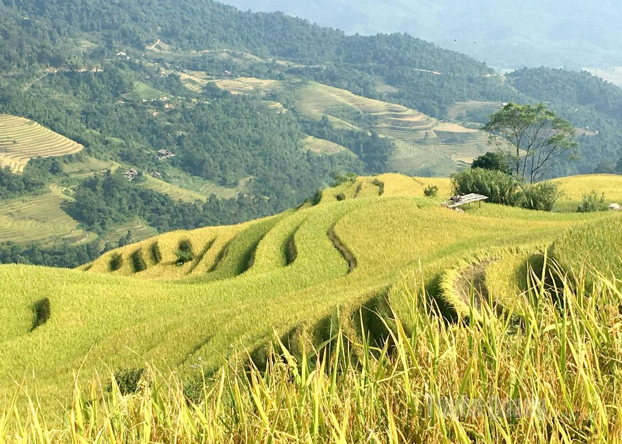 As the golden season arrives, the Xa Phin valley brightens with ripened rice glowing under the sun.