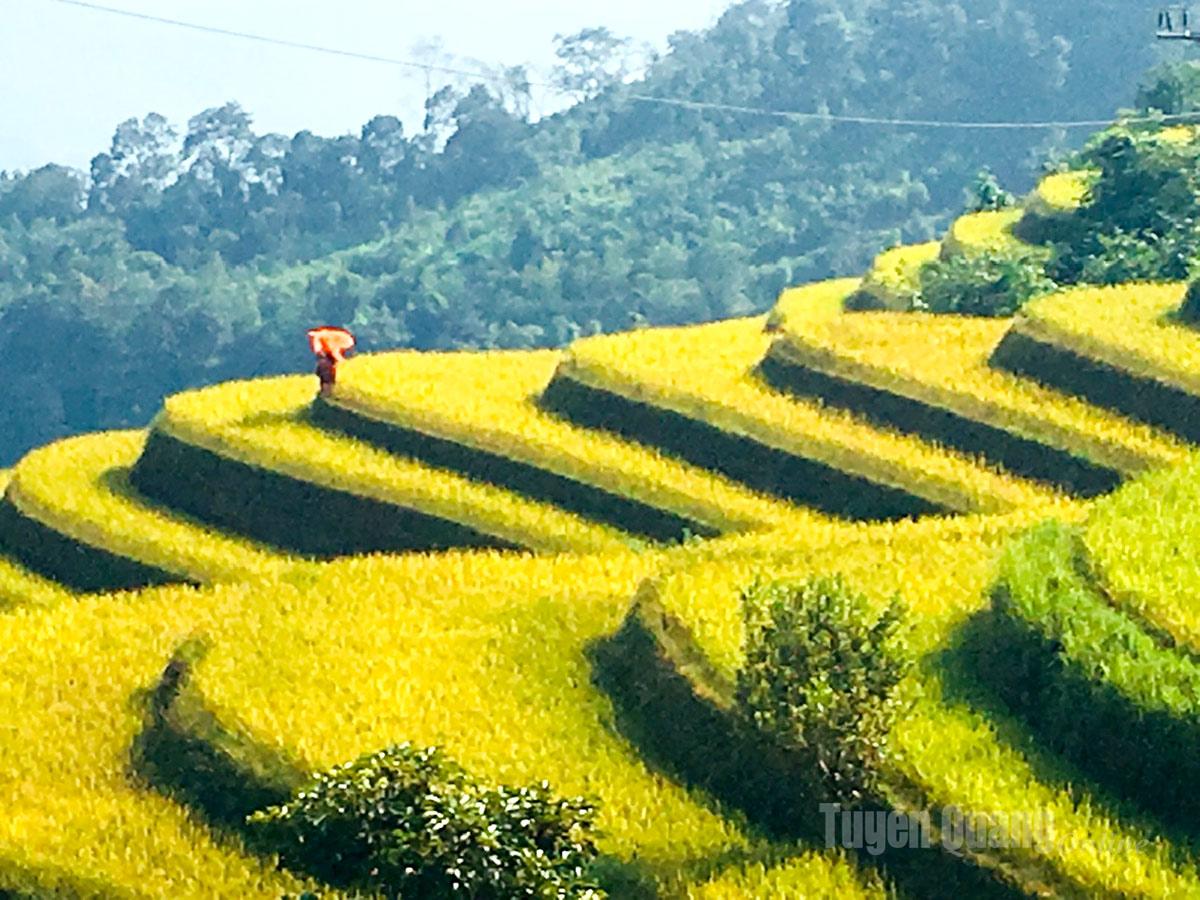 The ripe rice season marks the most radiant and beautiful time of the year in Xa Phin.