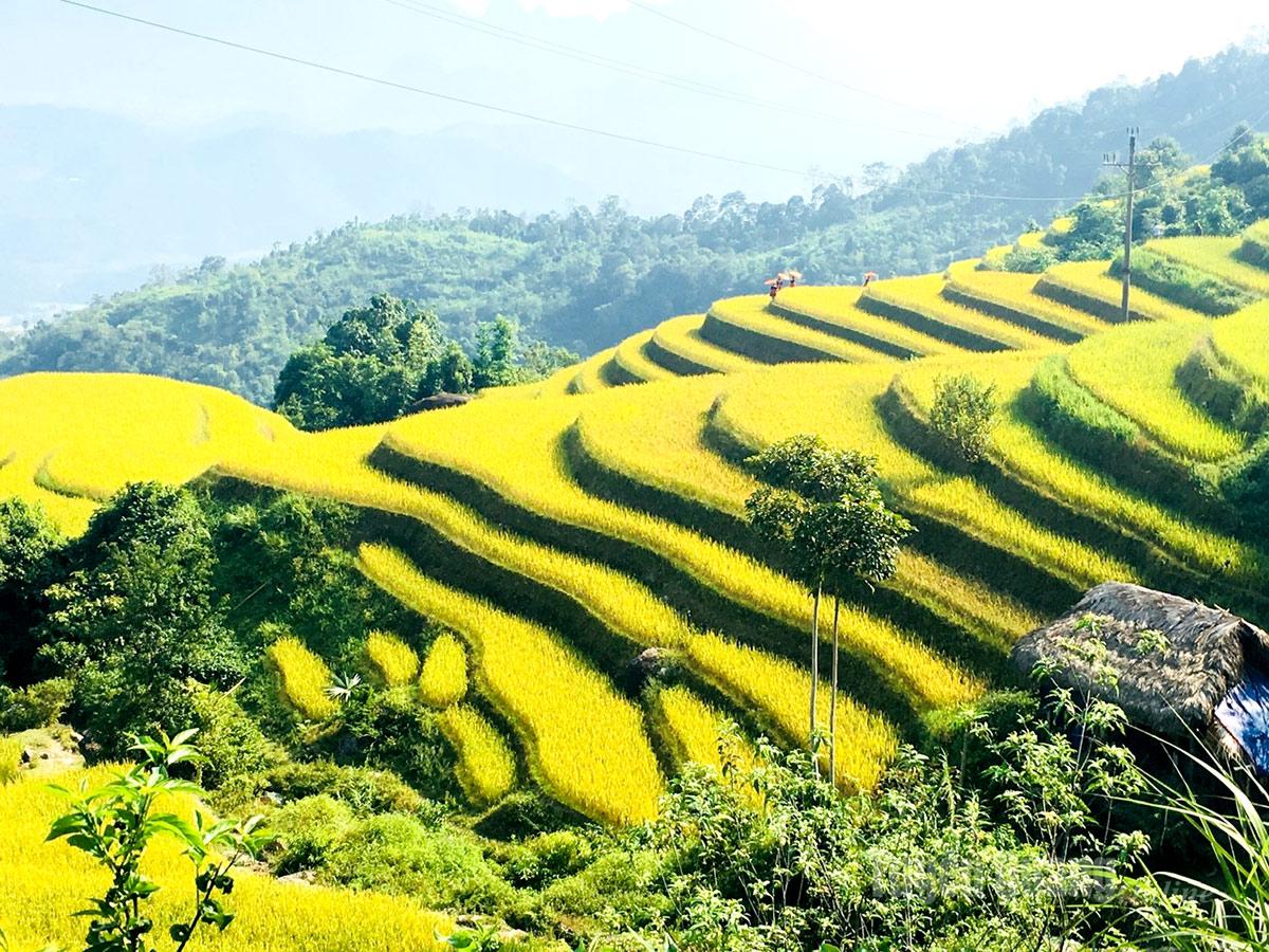 From the mountaintop, the majestic golden season unfolds, where rice and clouds blend.