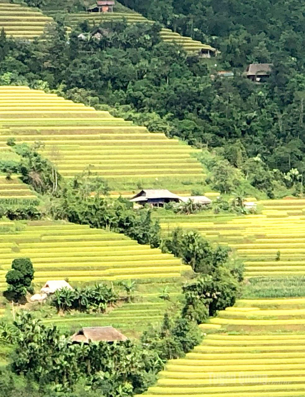 Stilt houses nestle quietly among dazzling golden terraced fields.