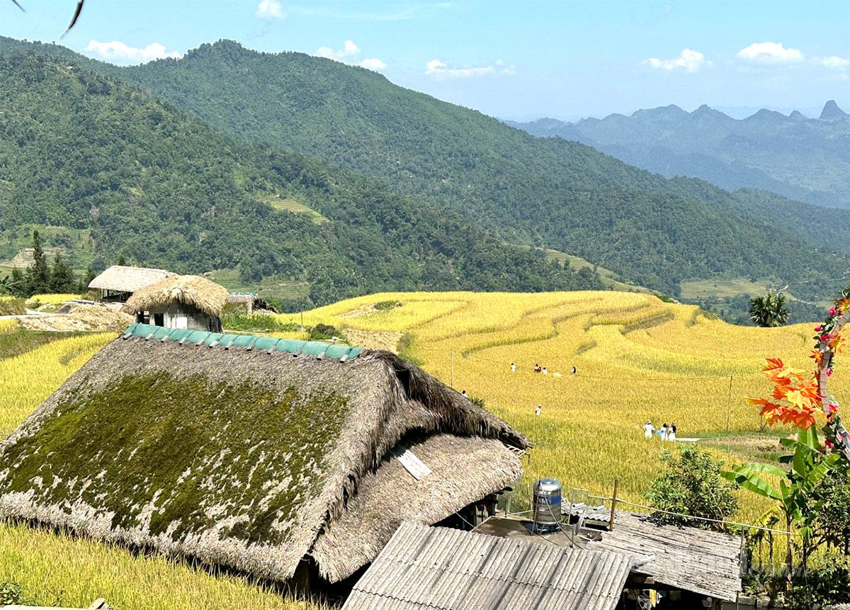Moss-covered roofs rise amidst the golden sea of ripened rice.