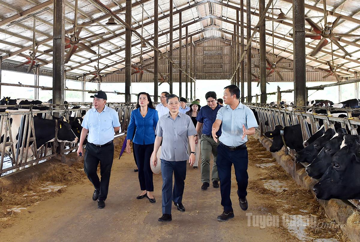 Đồng chí Nguyễn Văn Sơn, Chủ tịch HĐND tỉnh và Đoàn công tác thăm khu chăn nuôi bò sữa.