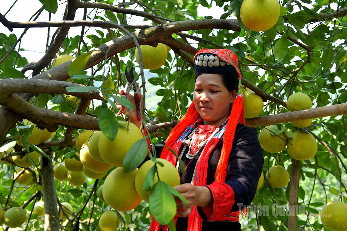 Vườn bưởi thôn Khuôn Thống, xã Xuân Vân.