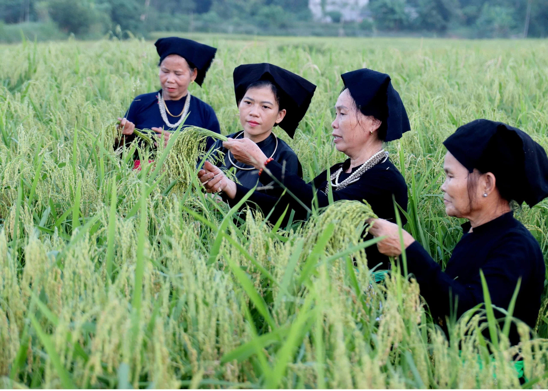 Farmers in Bac Quang commune select plump sticky rice ears to make green rice flakes.