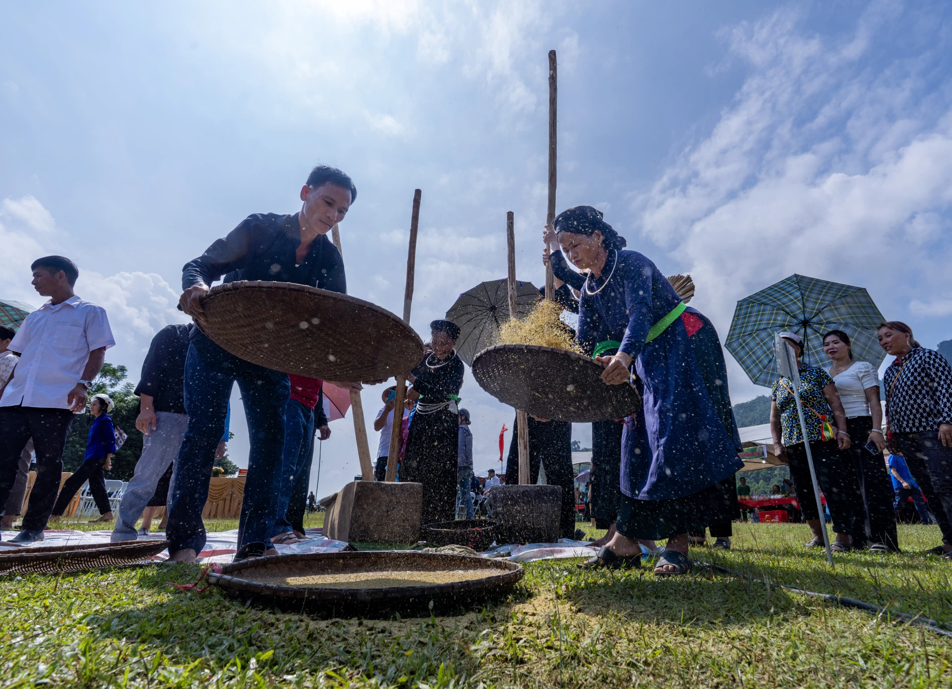 Selecting round, plump green rice grains.
