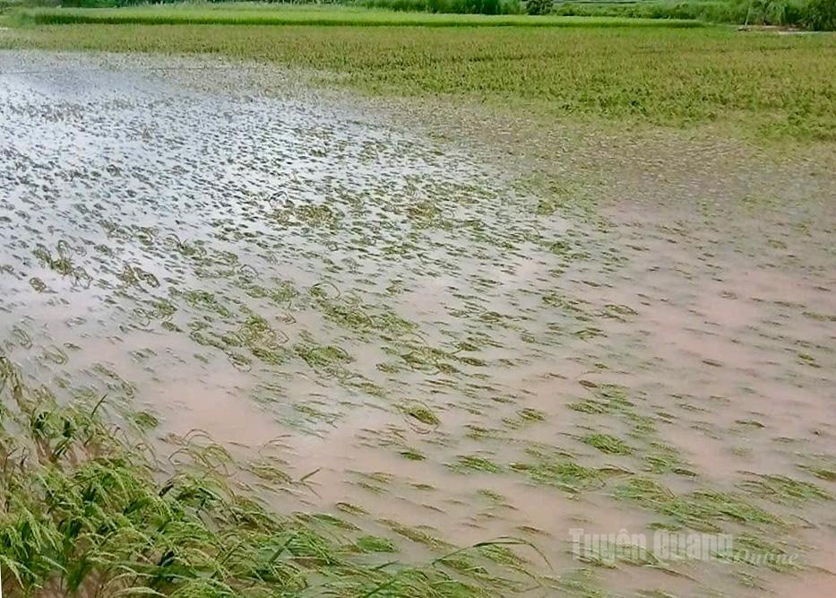 Nhiều diện tích lúa nếp bị ảnh hưởng nặng nề.